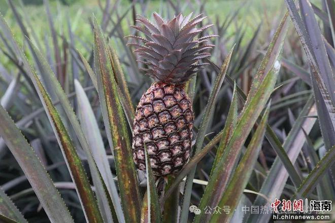 中国新闻网丨探访国家热带植物种质资源库(菠萝)：红菠萝上市在